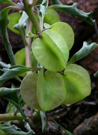   Fruits:   Pterodiscus ngamicus ; Photo by B.T. Wursten, Flora of Botswana
